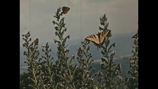 Jeff Buckley &amp; Elizabeth Fraser - All Flowers In Time Bend Towards The Sun (Visualizer)