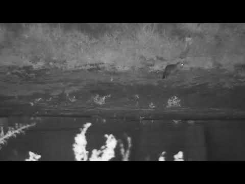 Djuma: Genet hunting - 02:44 - 05/02/20