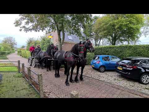 Stal Okkema's Arjan, Zascha, Durk en Douwe R