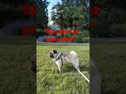 CASTLE ON THE HILL Ed Sheeran ft Jacob the Pug #castleonthehill #edsheraan #thinkingoutloud #sheeran