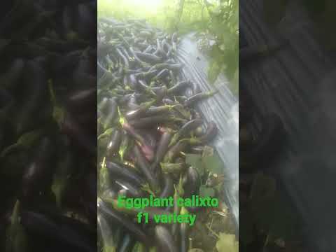 , title : 'Harvesting my eggplant Calixto f1 variety #plant #fyp #fordy #farming'