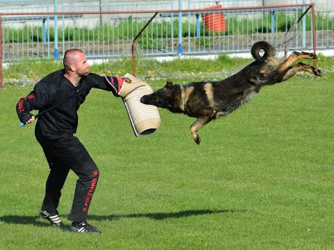 Slovak Championship IPO3 ZŠK 2015 - Urri z Kurimskeho haje / C:95