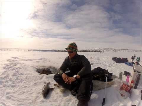 Yli 2 kilon harjus pilkillä Käsivarresta