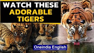 International Tiger Day: Watch these adorable Tigers | Oneindia News - Download this Video in MP3, M4A, WEBM, MP4, 3GP