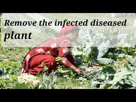 How to control club root of crucifers? #clubroot #disease #controlmethods