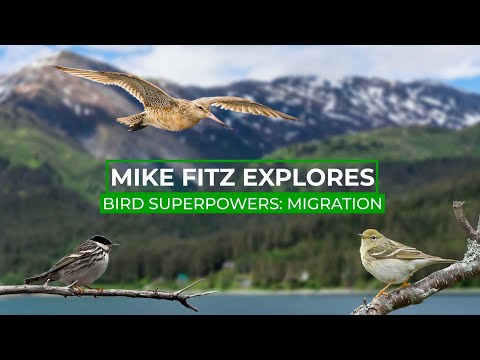 How Do Birds Fly Over The Ocean Without Getting Tired? | Mike Fitz Explores