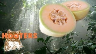 preview picture of video 'Hooters and Melons'