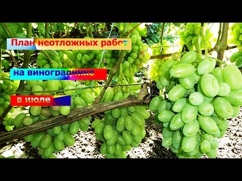 План неотложных работ на винограднике в июле