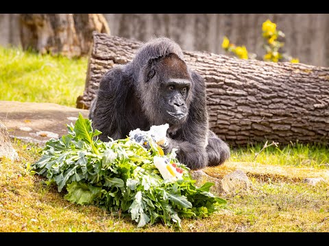 Kopshti Zoologjik i bën surprizë me një tortë, gorilla më e vjetër në botë feston ditëlindjen e 65