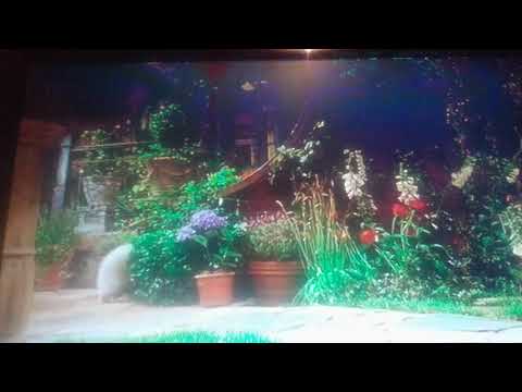 El gato mas chistoso