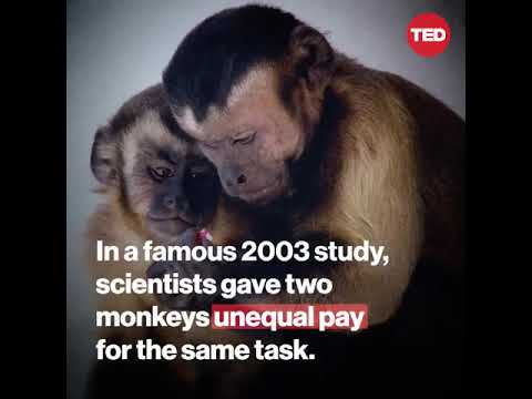 The story of two monkeys