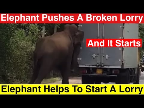 Elephant Helps To Start A Vehicle - Elephant Pushes The Breakdown Lorry And It Starts #elephants