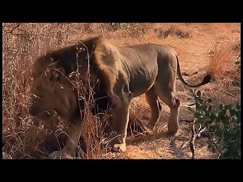 Ndhzenga Male Lion Suffers Stomach Trouble After Eating Rotten Elephant | 18 August 2025