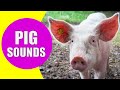 PIG SOUNDS Squeaking Oinking And Grunting Noises Of Pigs