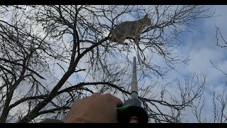 UFO passes by as I Blowgun a Bobcat video