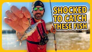 This ONE Bait Made the Fish Go CRAZY