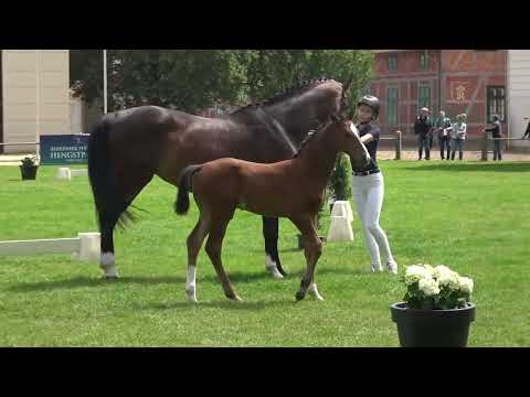 Estobar NRW -  Just Perfect, Oldenburger, Hengstfohlen * 04 /2024