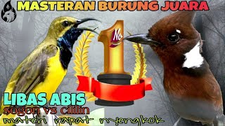 Download lagu Cililin vs Sogok Ontong Gacor _ Masteran Burung Juara mp3