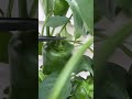 Green Pepper harvest 🫑 growing from seed in containers. 🙌🏻