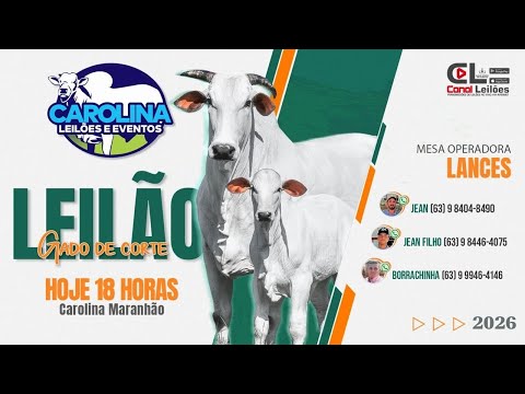 LEILÃO GADO DE CORTE CAROLINA LEILÕES | CAROLINA-MA -  26/02/2026