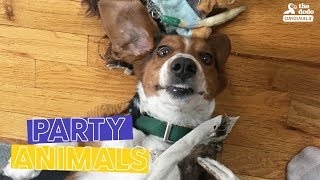 Dog Abandoned at Vet Celebrates The Rescue Group That Saved Him | The Dodo Party Animals by The Dodo