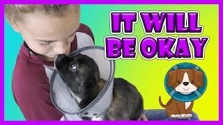 IT'S THE CONE OF SHAME! | We Are The Davises