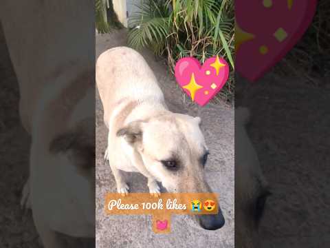 "Rabab Tang Tang Tang 💓🐕 #shorts #shortsyoutube #shortsvideo #viral #streetdog #cutedog #pets