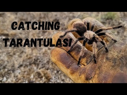 How to Find and Catch Tons of Tarantulas!