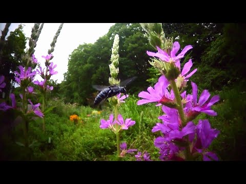 1.7mmボードレンズでルリモンハナバチを撮る