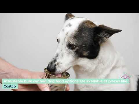 Ultimate Guide to Wet Dog Food Benefits, Brands, and Feeding Tips for Healthy Dogs