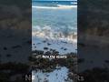 2025 Cancun Seaweed Sargassum Update ️ Cancun Travelupdates