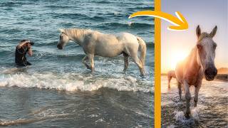 Photographing Provence & Wild Horses