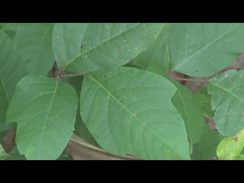 VERIFY: Can poison ivy rash spread through contact with others?