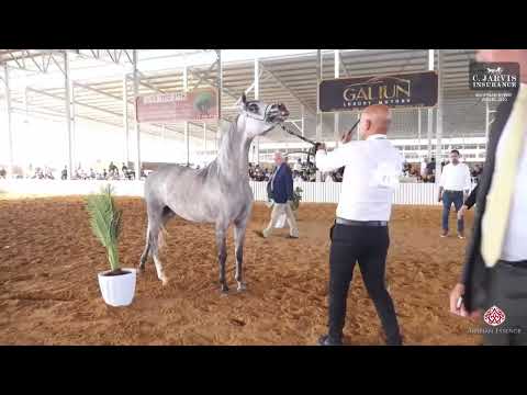 N.97 NAJEEBA (IT) - Egyptian Event Israel 2023 - Mares 4 Years Old (Class 12)