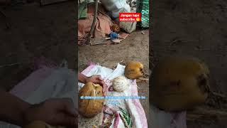 Download lagu Merantau Jauh-Lagu Semende Sumsel(gitar tunggal) #shorts #semende #palembang #sumsel mp3