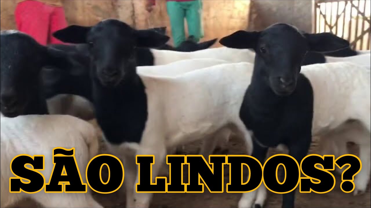 BORREGOS DORPER COM 25 DIAS DE VIDA