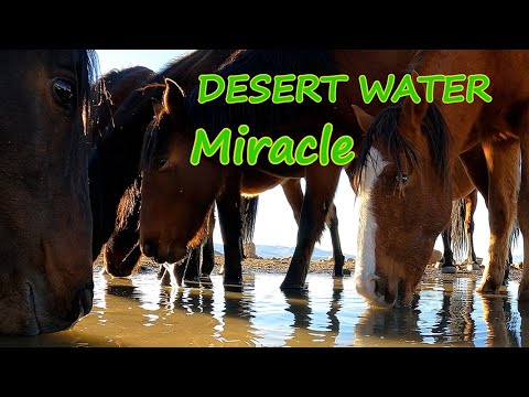 A Miracle in the Desert: 15 Wild Horses Drink from My Repaired Spring (4k) Life Saving Water