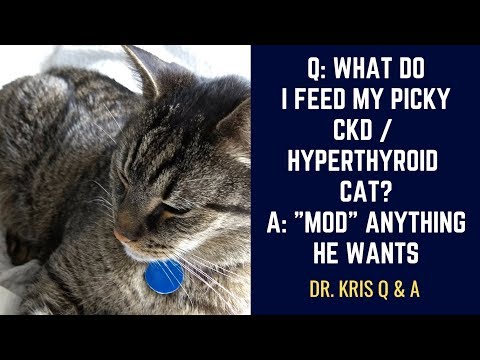 Q: What do I feed my picky CKD and Hyperthyroid cat? Anything he wants!
