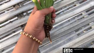 Chia sẻ kiếm vàng tây ninh sần 9-4-2021 Sđt 0962237739
