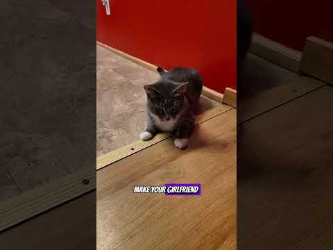 Mind-Blowing Slow-Mo Cat Madness!