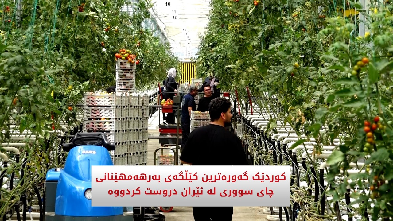 ڤیدیۆ | کوردێک گەورەترین کێڵگەی بەرهەمهێنانی چای سووری لە ئێران دروست کردووە