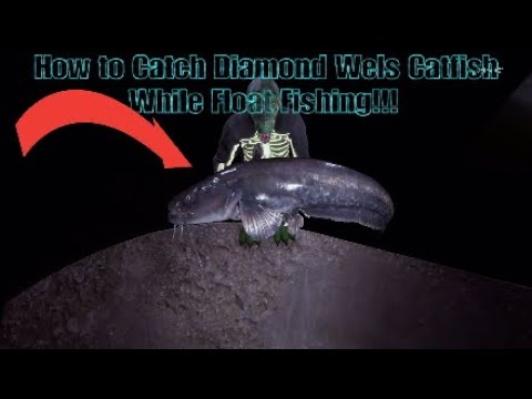 How to Catch Diamond Wels Catfish with a Float Fishing rod