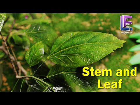 Stem And Leaf | Structural Morphology of Flowering plants | CBSE Class 11 Biology by Elearnin