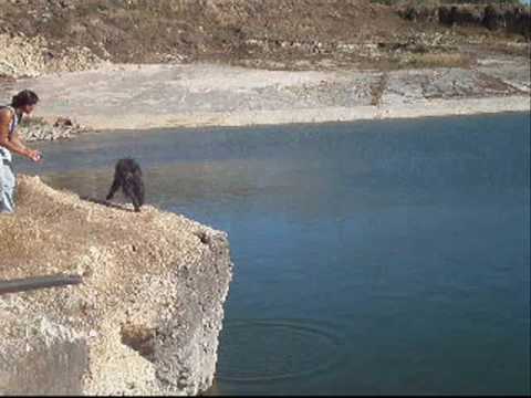 Bouvier des Flandres - "Nobel`s Dive"