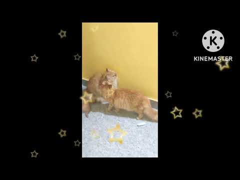 #abdulop#funnymoments cats//