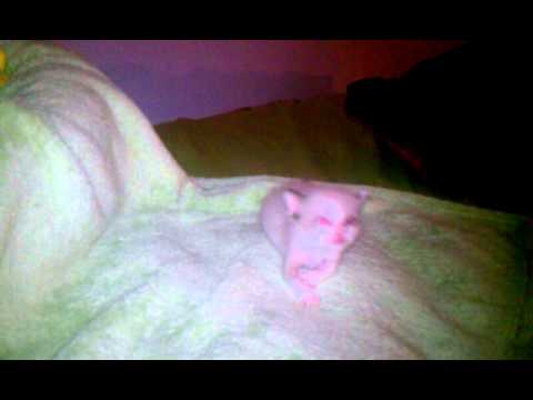 Nahla meowing too cute