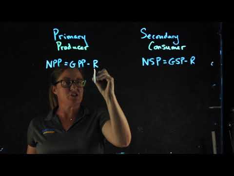 Primary and Secondary Prod