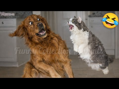 The Funniest Videos in the World 🤣 of Cats and Dogs 🐶😼