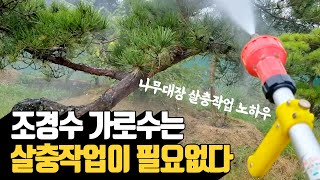 조경수 가로수는 살충작업이 필요없다. 나무대장 살추…