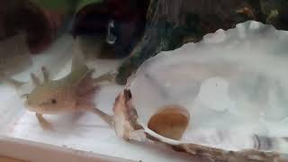 ウーパー動画ウーパーに生き餌(ダンゴムシ与えてみた)